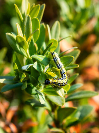Cydalima perspectalis caterpillar, the box tree moth