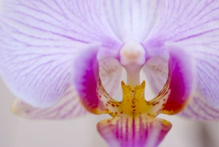 A close up image of a white and pink orchidの写真素材