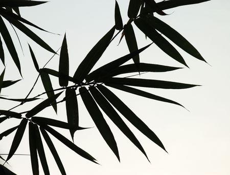 An image of bamboo leaves silhouettesの写真素材