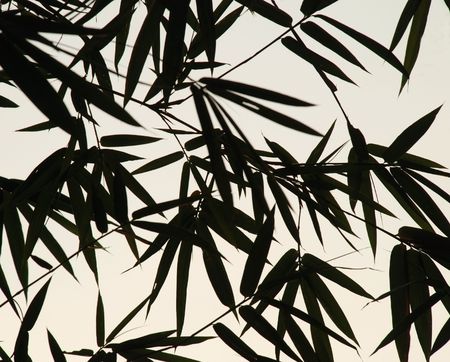 An image of bamboo leaves silhouettesの写真素材