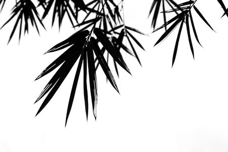 A photographic illustration of black bamboo leaves on a white backgroundの写真素材