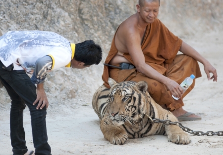 Kanchanaburi, Thailand - November, 2012: A Bouddhist monk sites on the back of an adult tiger while...