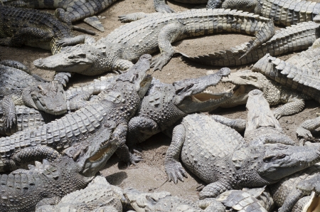 A horizontal photographic image of a group of crocodiles relaxing in the sunの写真素材