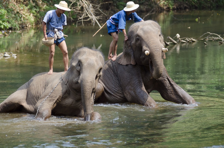 Chiang Mai, Thailand - April 23, 2014: Mahouts bathe their elephants in a river outside Chiang Mai, Thailand on January April 23, 2014.のeditorial素材
