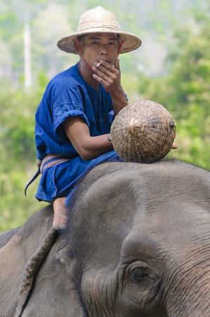 Chiang Mai, Thailand - April 23, 2014: A mahout poses and smokes a cigarette on an elephant in the jungle outside Chiang Mai, Thailand on January April 23, 2014.のeditorial素材
