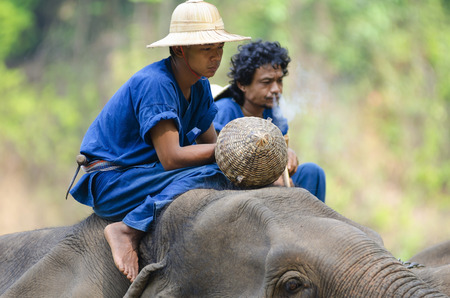 Chiang Mai, Thailand - April 23, 2014: Mahouts wait on their elephants in the jungle outside Chiang Mai, Thailand on January April 23, 2014.のeditorial素材
