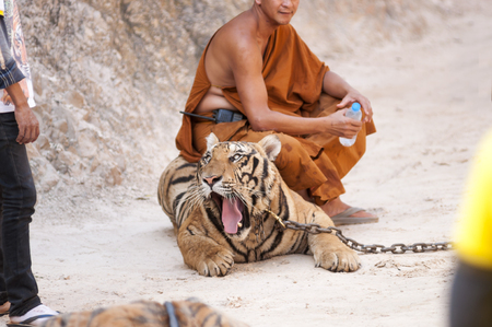 Kanchanaburi, Thailand - February 12, 2012: A Thai Buddhist monk sits on a chained adult male tiger as it roars at a temple employee at Wat Pha Luang Ta Bua Yanasampanno - also known as the Tiger Temple - in Kanchanburi, Thailand on Febuary 12, 2012.のeditorial素材