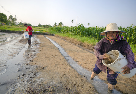 Chiang Mai, Thailand - May 9, 2015: A Thai woman sows rice with her male colleague at a farm in a rural area in the province of Chiang Mai, Thailand on May 9, 2015.のeditorial素材