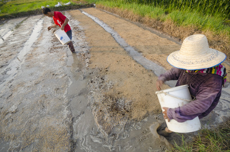 Chiang Mai, Thailand - May 9, 2015: A Thai couple sow rice at a farm in a rural area in the province of Chiang Mai, Thailand on May 9, 2015.のeditorial素材