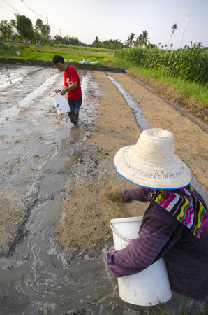 Chiang Mai, Thailand - May 9, 2015: A Thai couple sow rice at a farm in a rural area in the province of Chiang Mai, Thailand on May 9, 2015.のeditorial素材