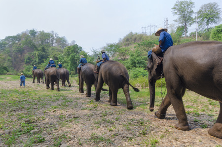 Chiang Mai, Thailand - April 23, 2014: A mahout rides an elephant into the jungle outside Chiang Mai, Thailand on January April 23, 2014.のeditorial素材
