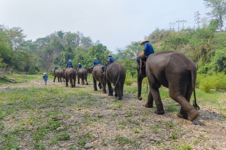 Chiang Mai, Thailand - April 23, 2014: A mahout rides an elephant into the jungle outside Chiang Mai, Thailand on January April 23, 2014.のeditorial素材