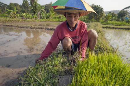 Chiang Mai, Thailand - February 15, 2016: A farmer works on his organic rice plantation near Chiang Mai, Thailand on February 15, 2016.のeditorial素材