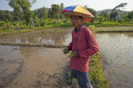 Chiang Mai, Thailand - February 15, 2016: A farmer works on his organic rice plantation near Chiang Mai, Thailand on February 15, 2016.のeditorial素材