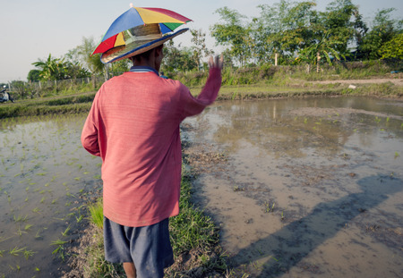 Chiang Mai, Thailand - February 15, 2016: A farmer works on his organic rice plantation near Chiang Mai, Thailand on February 15, 2016.のeditorial素材