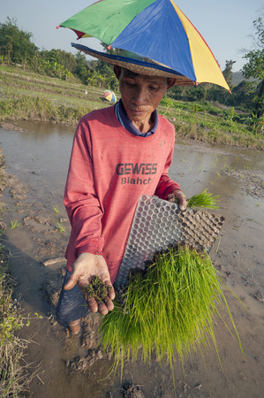 Chiang Mai, Thailand - February 15, 2016: A farmer works on his organic rice plantation near Chiang Mai, Thailand on February 15, 2016.のeditorial素材