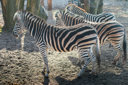 Sunlit zebraの写真素材