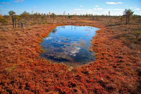 Kemeri National Park peat bog, autumn colorsのeditorial素材