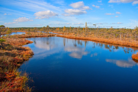 Kemeri National Park peat bog, autumn colors