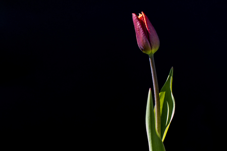 Tulips flower on a black backgroundの写真素材