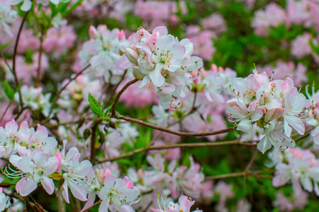 Rhododendron beautiful flowerの写真素材