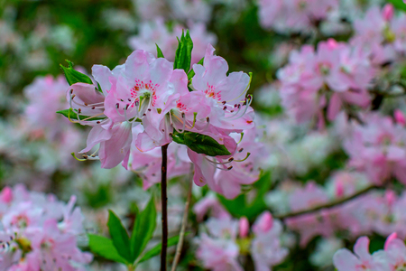 Rhododendron beautiful flowerの写真素材