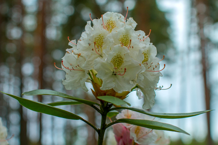 Rhododendron beautiful flowerの写真素材