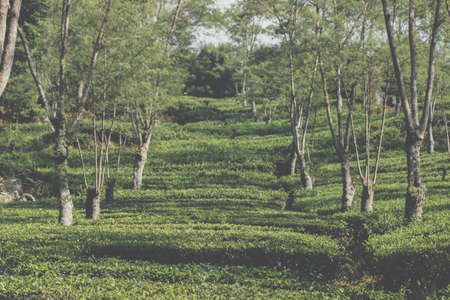 tea treeの写真素材