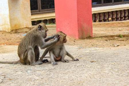 Monkey picking the ear of its offspringの写真素材