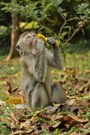 Thank you for the Banana