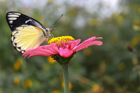 A butterfly on a flowerの写真素材