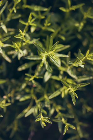 Wild grass with water drops in the early morningの写真素材