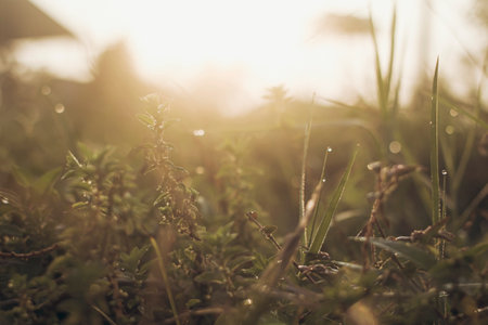 Wild grass with water drops in the early morningの写真素材