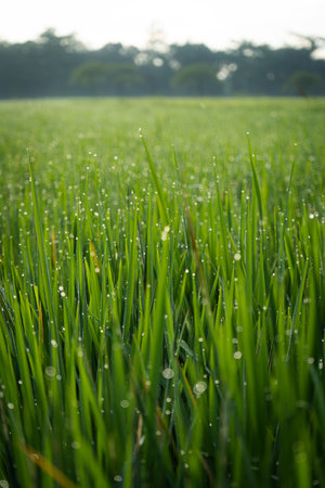 Rice field or paddy field. Close up yellow rice seed ripe and green leaves on sunrise and cloudy in the morning.の写真素材
