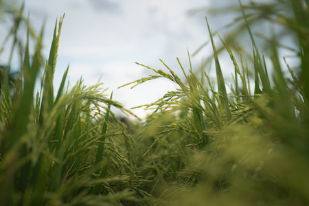 Rice field or paddy field. Close up yellow rice seed ripe and green leaves on sunrise and cloudy in...