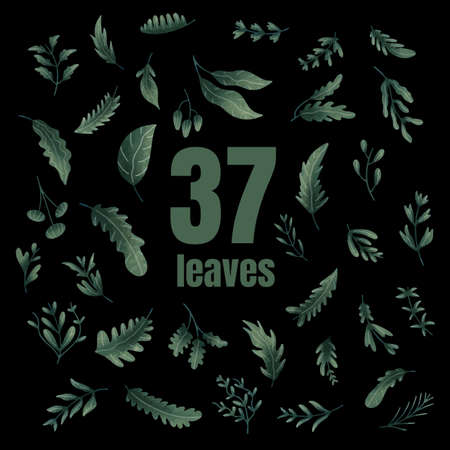the leaves plant vector set bundle vectorのイラスト素材