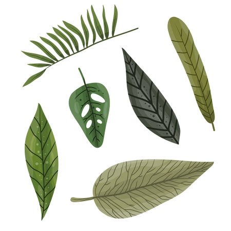 Set of tropical leaves isolated on white background. Vector illustration. EPS 10のイラスト素材