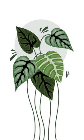 Illustration of a Monstera plant in a flat style on a white backgroundのイラスト素材
