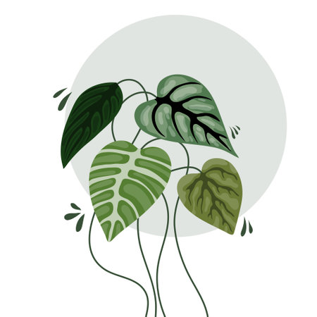 Illustration of monstera leaves. Vector illustration of monstera.のイラスト素材