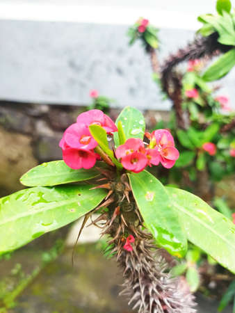 Crown of thorns or Christ Thorn flower in the garden.