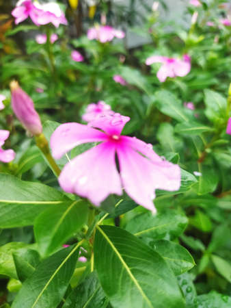 Pink Periwinkle, Vinca major, in the garden