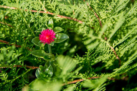 colorful flowerの写真素材