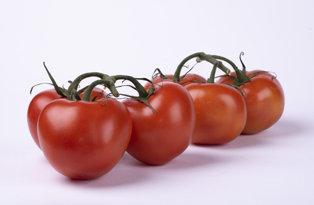 red tomatoes on a twig isolated on white backgroundの写真素材