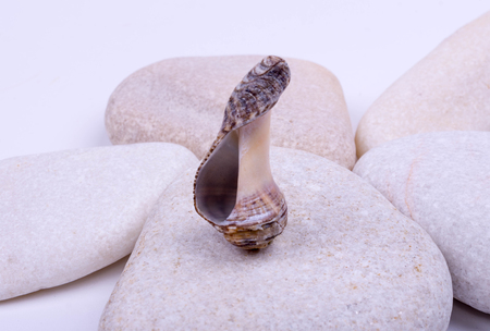beautiful seashell on sea stonesの写真素材