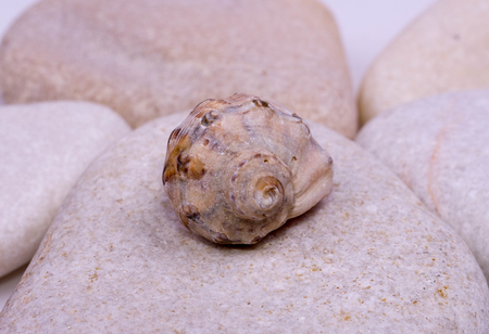 beautiful seashell on sea stonesの写真素材