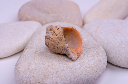 beautiful seashell on sea stonesの写真素材