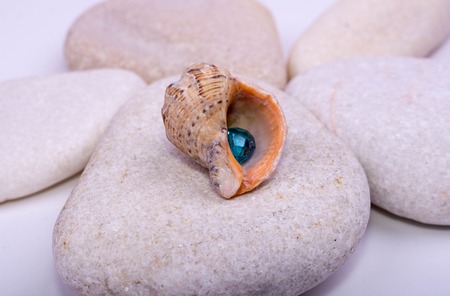 beautiful seashell on sea stonesの写真素材