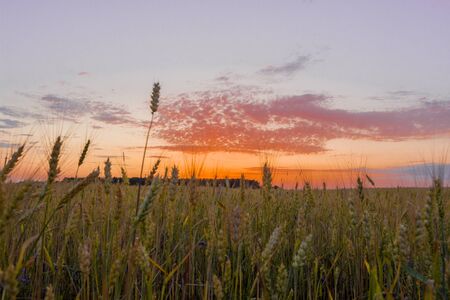 Beautiful sunrise over a wheat field