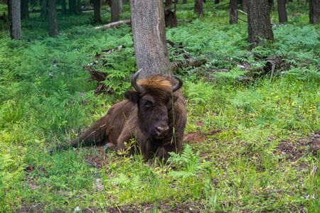 view of a large bison in a protected forestの写真素材