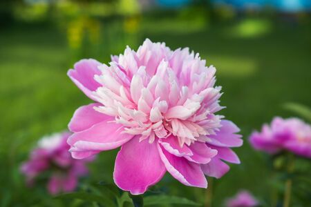 Fresh beautiful pink rose close-upの写真素材